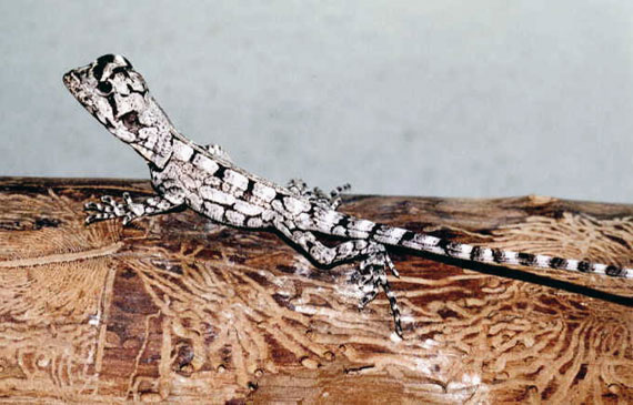 L&eacute;zard &agrave; collerette (b&eacute;b&eacute;)