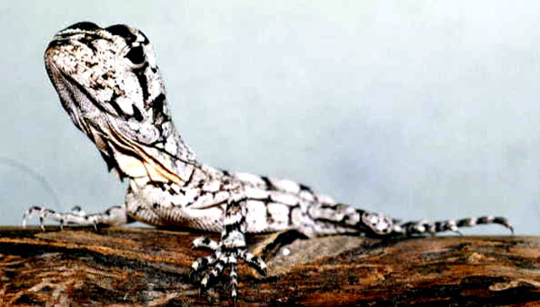 L&eacute;zard &agrave; collerette (b&eacute;b&eacute;)