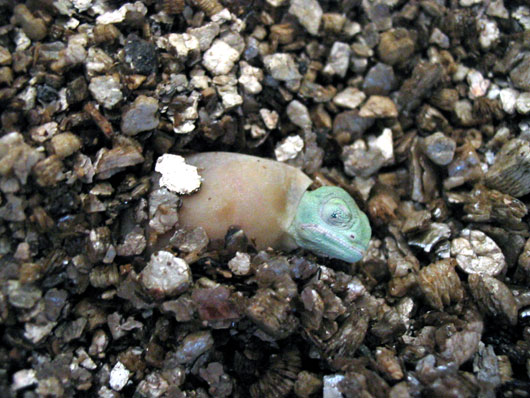 Cam&eacute;l&eacute;on casqu&eacute; du Y&eacute;men (naissance)