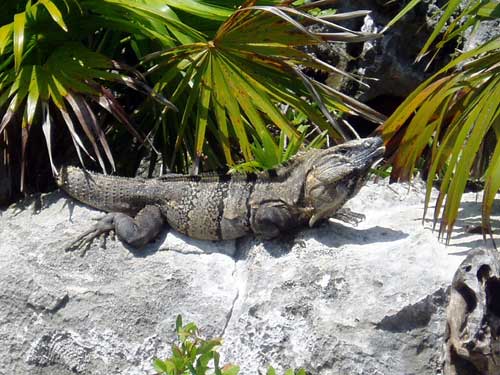 Iguane &agrave; la queue &eacute;pineuse