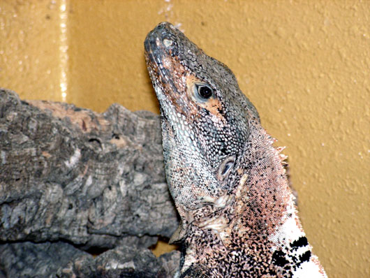 Iguane &agrave; la queue &eacute;pineuse