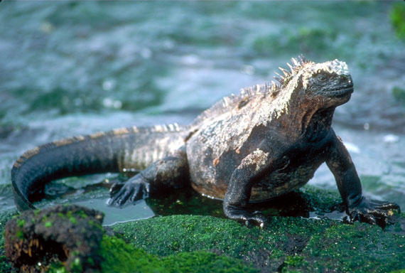 Iguane marin