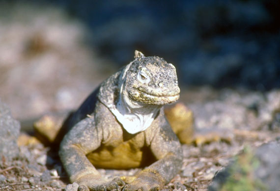 Iguane terrestre (Galapagos)