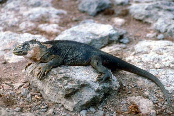 Iguane terrestre (Galapagos)