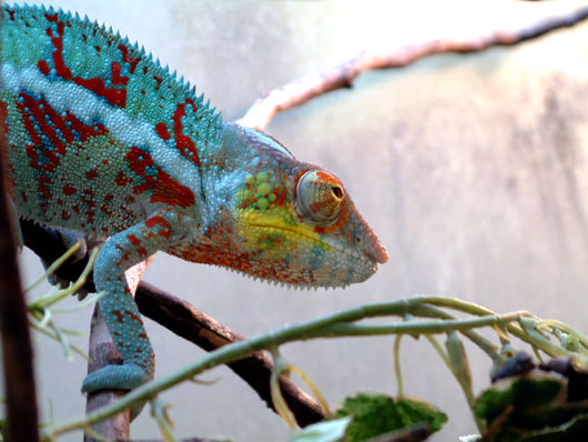 IGUANES, AGAMES ET CAMELEONS