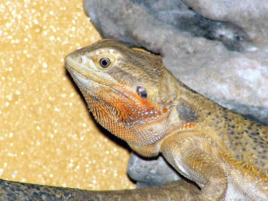 Fi zo as dragon barbu01