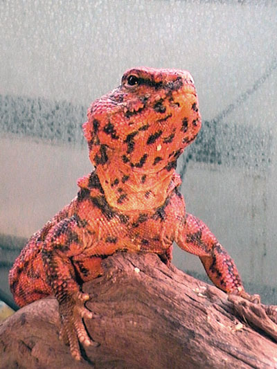 Fi zo as fouette queue01