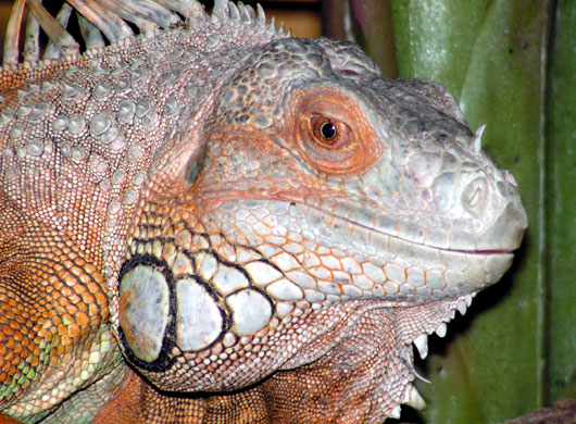 Fi zo as iguane vert01