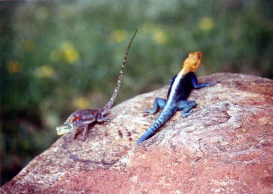 Ifsa as margouillat01