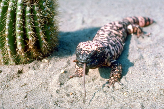 Lezards Anguimorphes