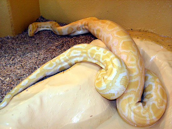 Python molure albinos