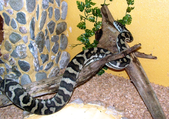 Python Tapis Cotier (Morelie D Australie)