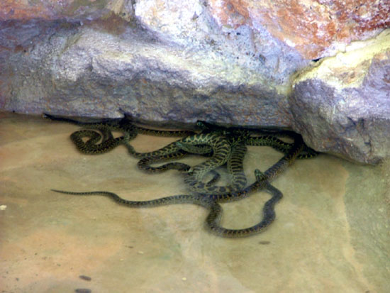 Boas, Pythons Et Allies