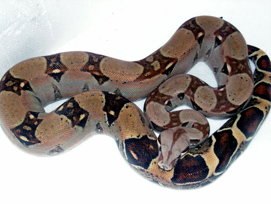 Fi zo as boa constricteur01