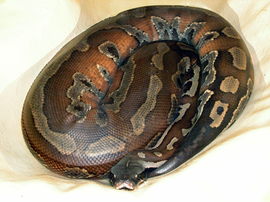 Fi zo as python curtus01