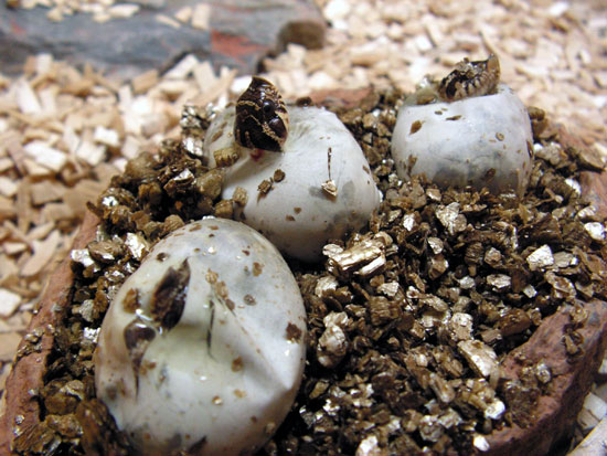 Serpent &agrave; groin (&eacute;closion)