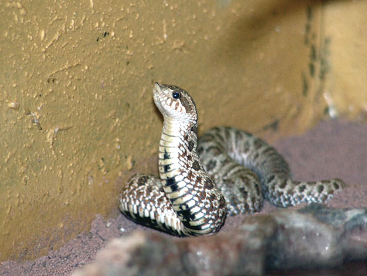 Serpent &agrave; groin (jeune)