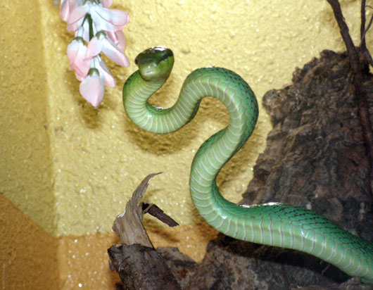 Couleuvres Et Allies