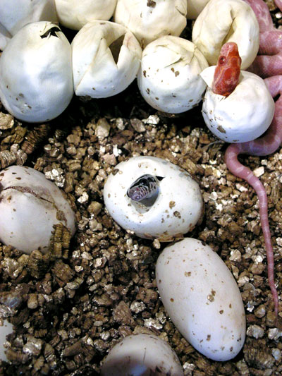 Fi zo as serpent bles01