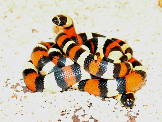 Fi zo as serpent lait cam01