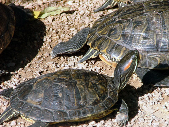 Tortue A Oreilles Rouges (de Floride)