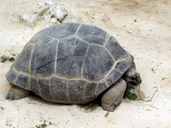 Tortue Geante D Aldabara