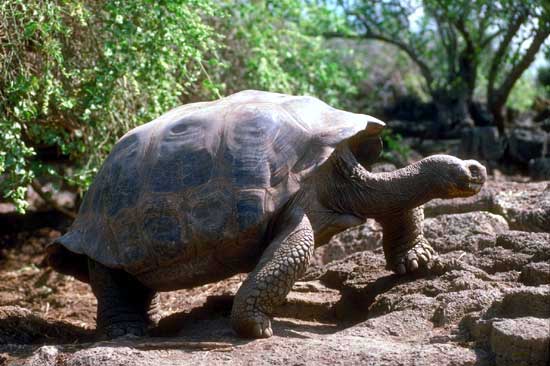 Tortue Geante Des Galapagos
