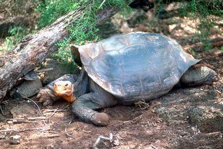 Tortue g&eacute;ante des Galapagos