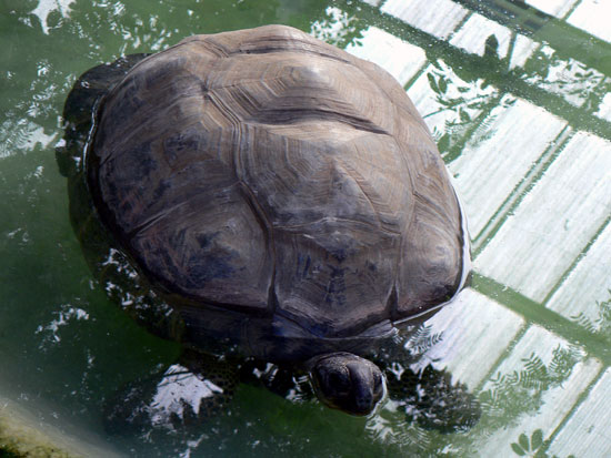 Tortue g&eacute;ante des Galapagos