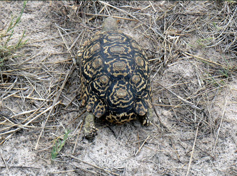 Tortue Leopard