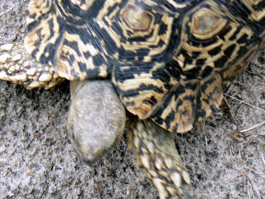 Tortue-l&eacute;opard