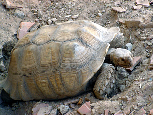 Tortue sillonn&eacute;e