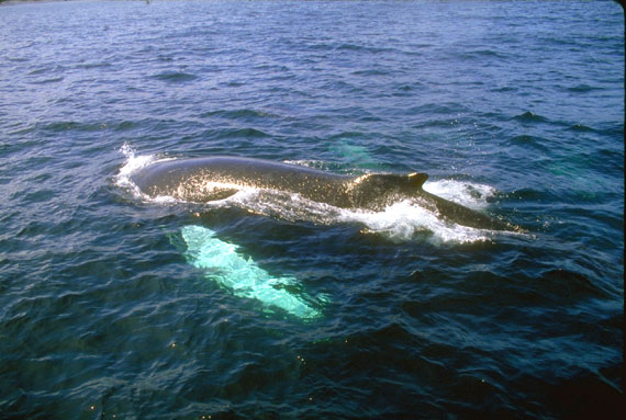 Baleine &agrave; bosses