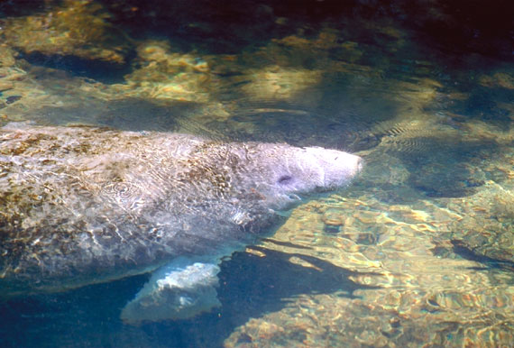 Lamantin de Floride