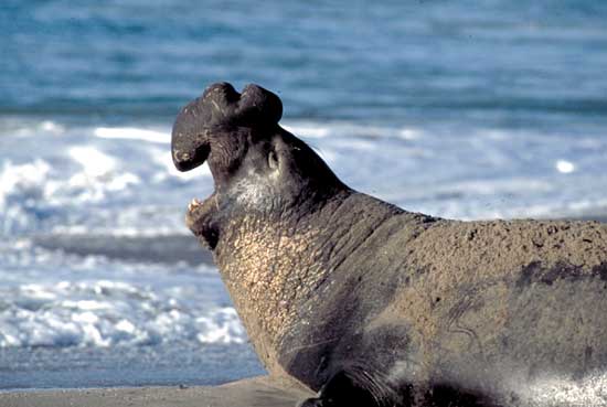 El&eacute;phant des mers du Sud