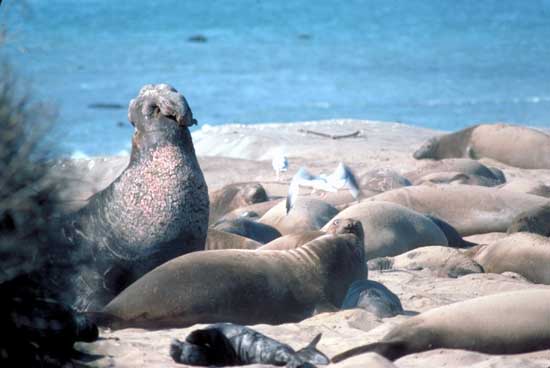 El&eacute;phant des mers du Sud