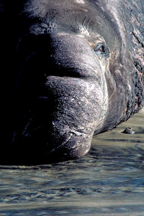 El&eacute;phant des mers du Sud