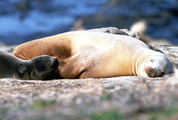 Corel as liondemer calif01