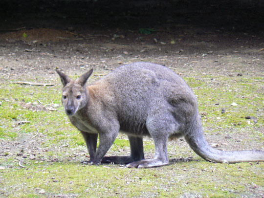 Wallabie De Bennett