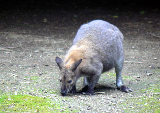 Wallabie de Bennett