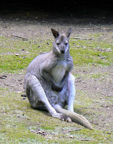 Wallabie de Bennett