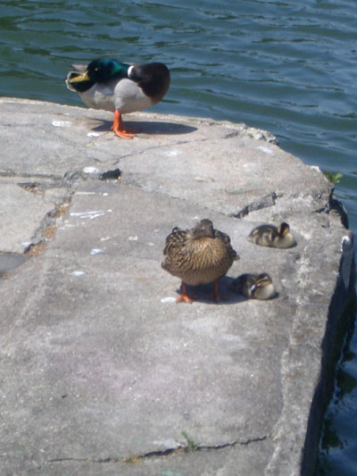 Canard Colvert (canard, cane et canetons)