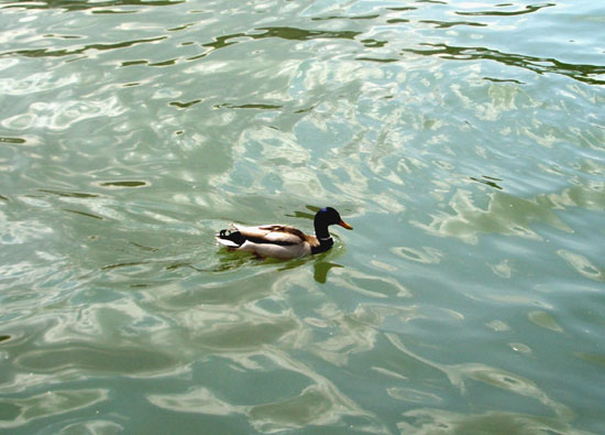 Canard Colvert (m&acirc;le)