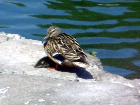 Canard Colvert (cane)