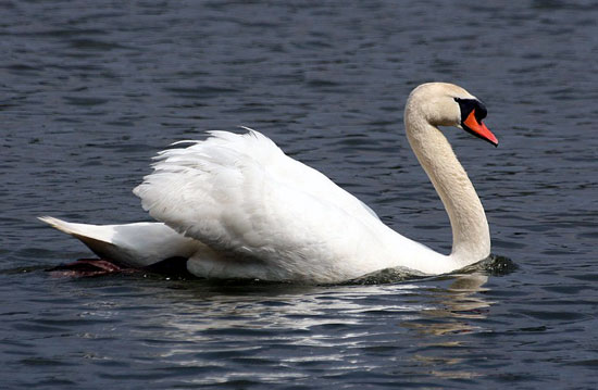 Cygne tubercul&eacute;