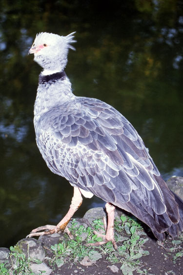 Kamichi A Collier (chauna)