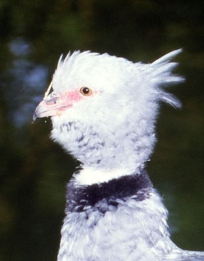 D&eacute;tail de la t&ecirc;te