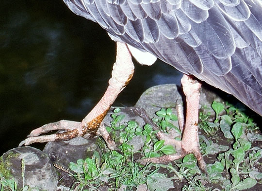 D&eacute;tail des pattes