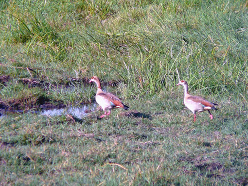 Ouette (oie) D Egypte