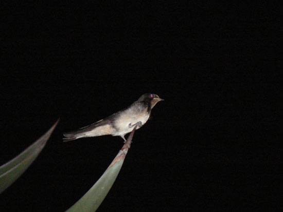 Hirondelle de fen&ecirc;tre